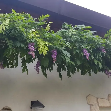 Vendégház Casa Yami 3*