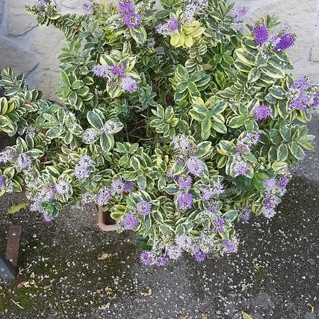 Casa Yami Πανσιόν 3*